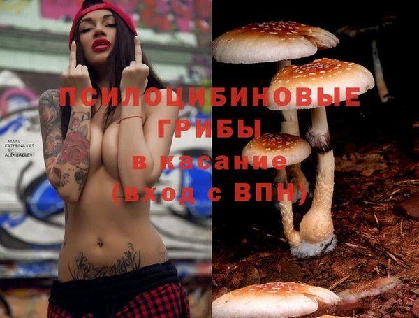 гашик Дмитровск